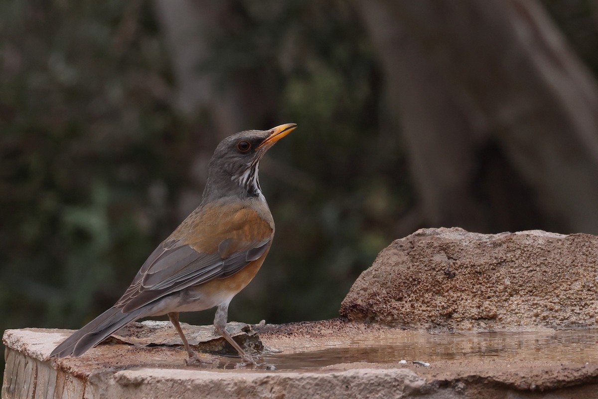 Rufous-backed Robin - ML632640812