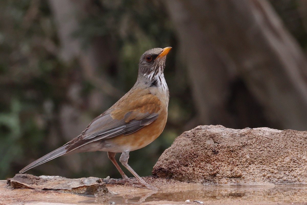 Rufous-backed Robin - ML632640813