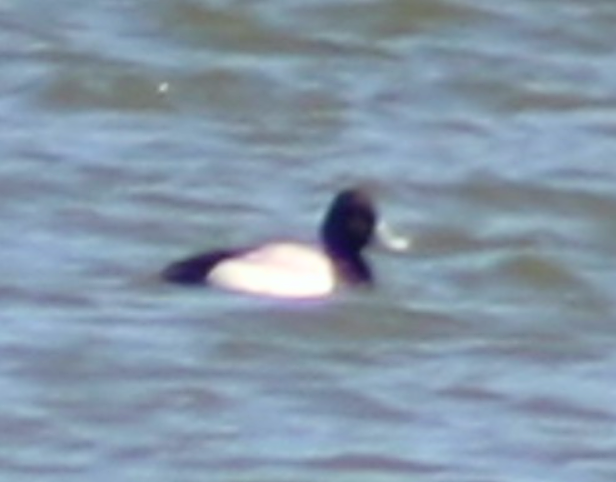 Lesser Scaup - ML632640817