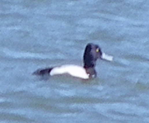 Lesser Scaup - ML632640823
