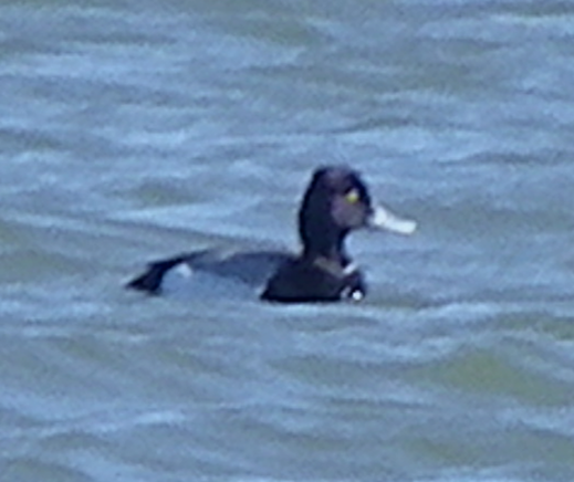 Lesser Scaup - ML632640824