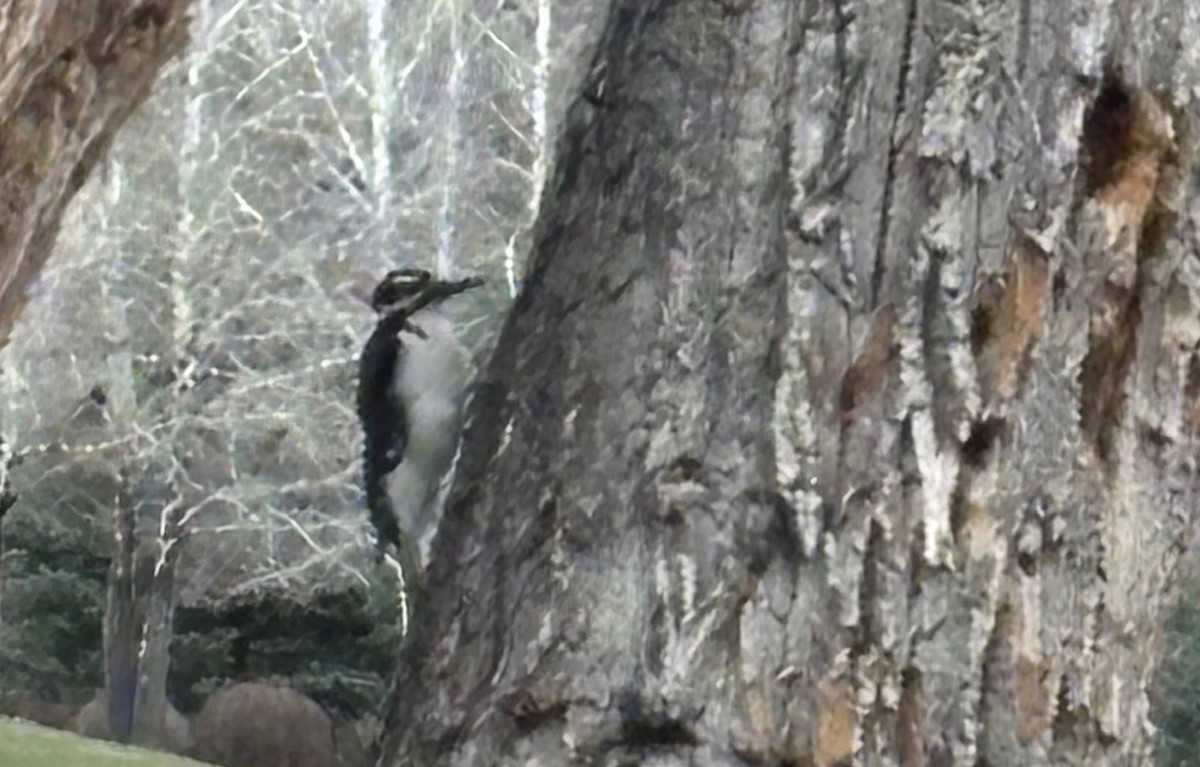 Hairy Woodpecker - ML632640825