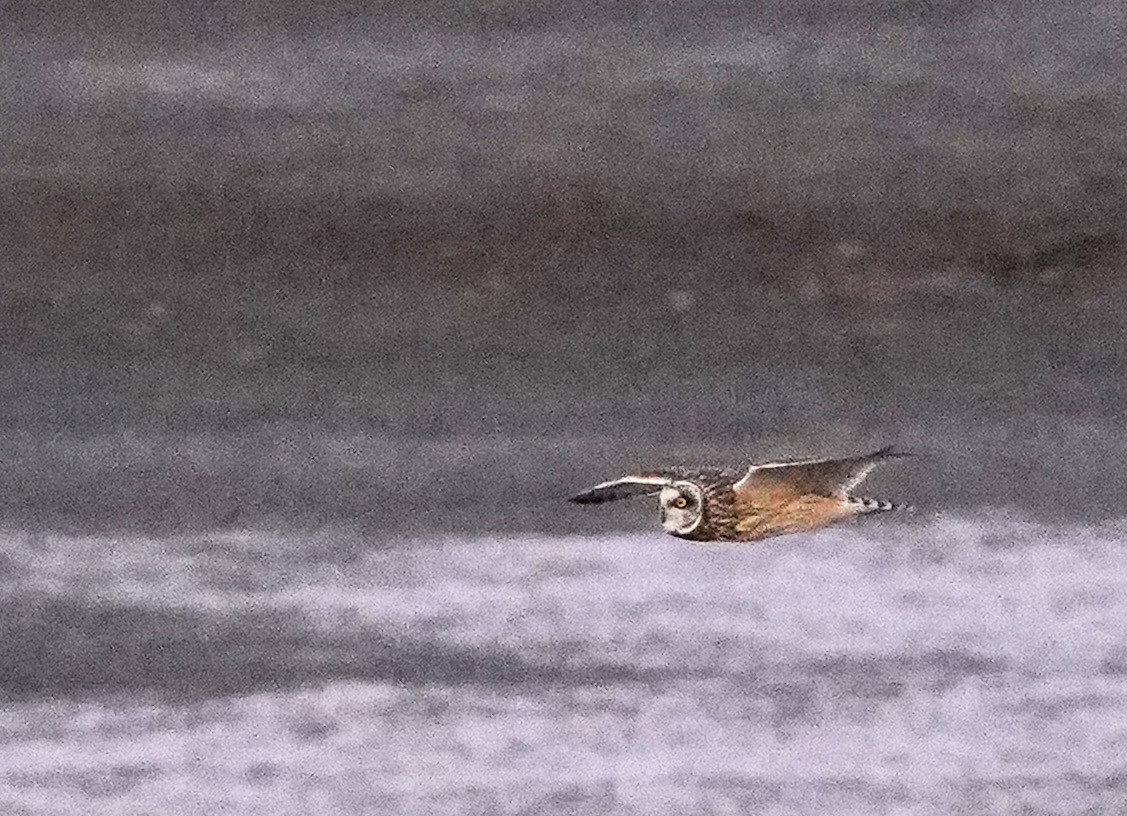 Short-eared Owl - ML632640847