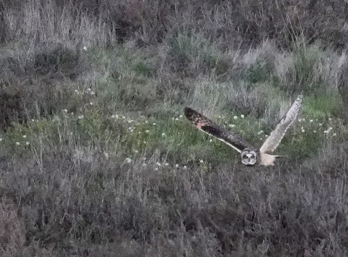 Short-eared Owl - ML632640848