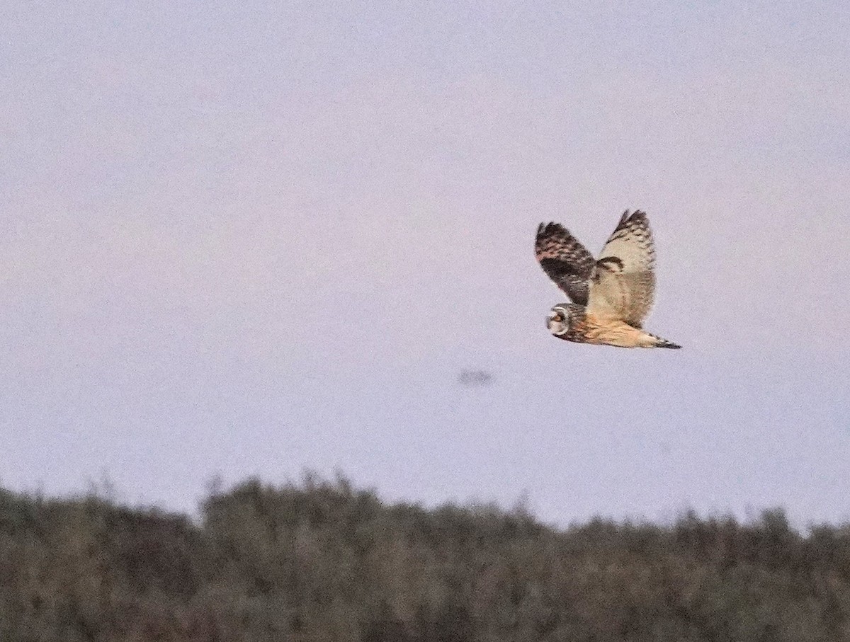 Short-eared Owl - ML632640849