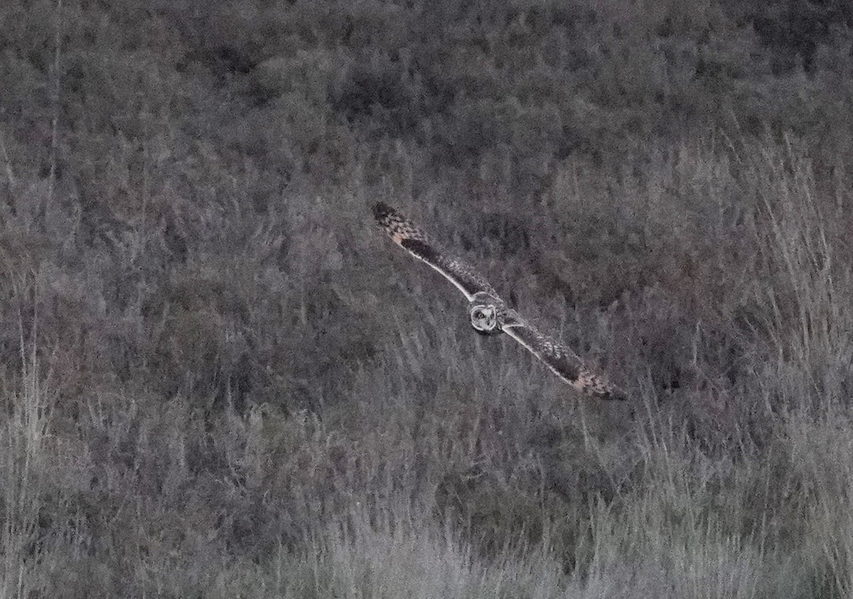 Short-eared Owl - ML632640850