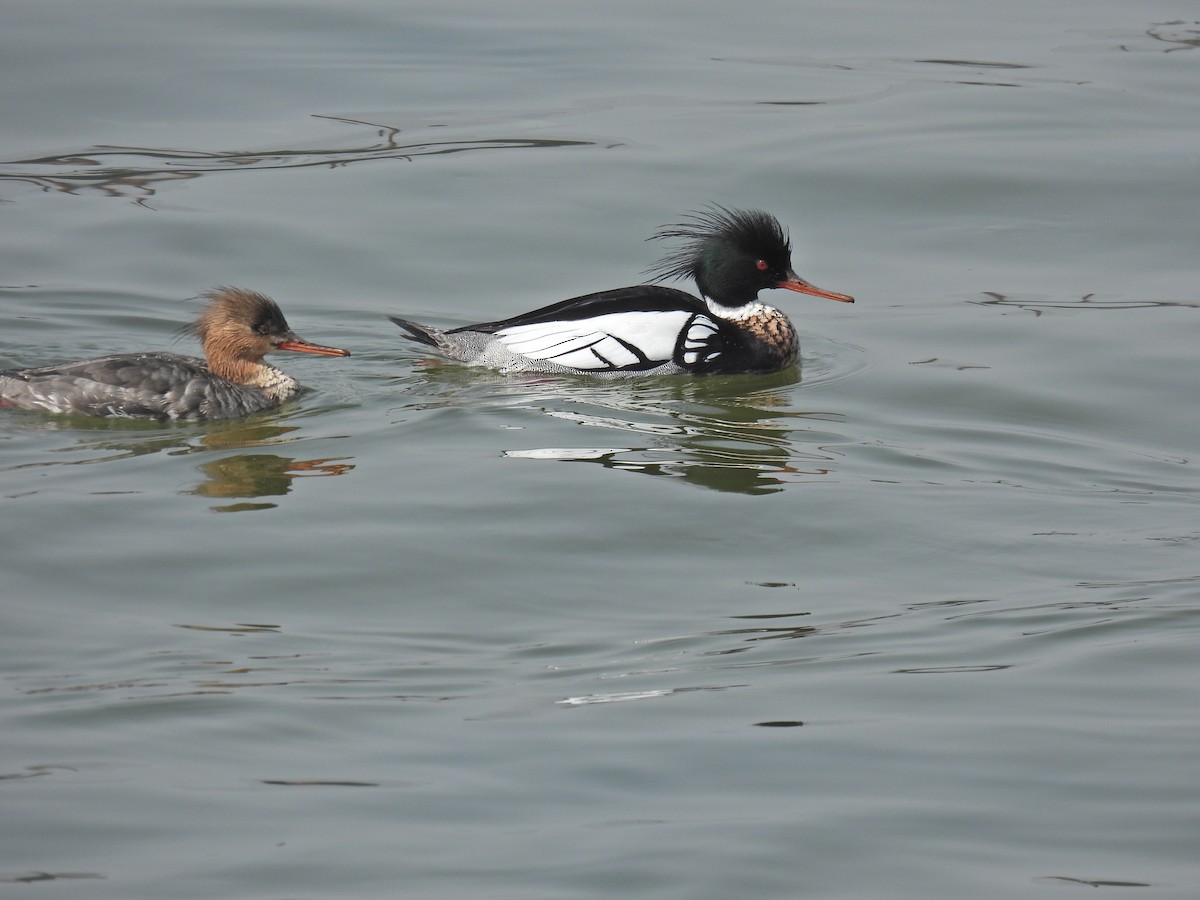 Red-breasted Merganser - ML632640875