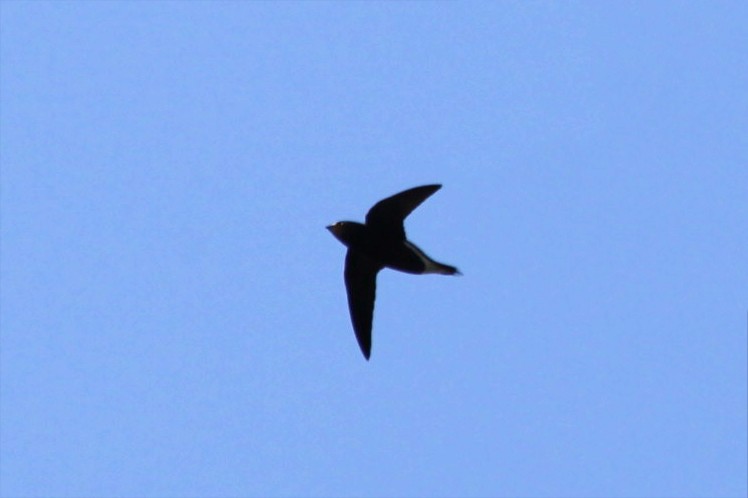 Brown-backed Needletail - ML632640905