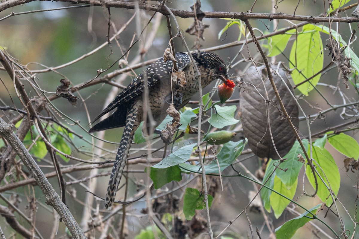 Koel Occidental - ML632641028