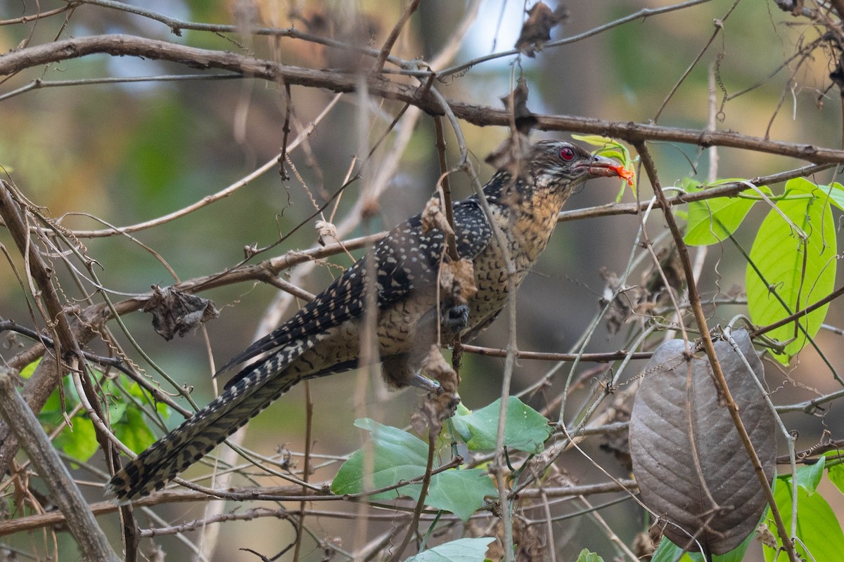 Koel Occidental - ML632641049