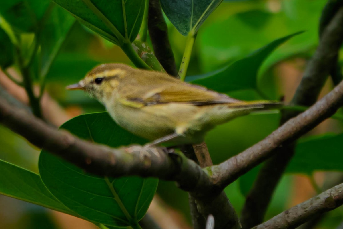 Mosquitero Verdoso - ML632641121