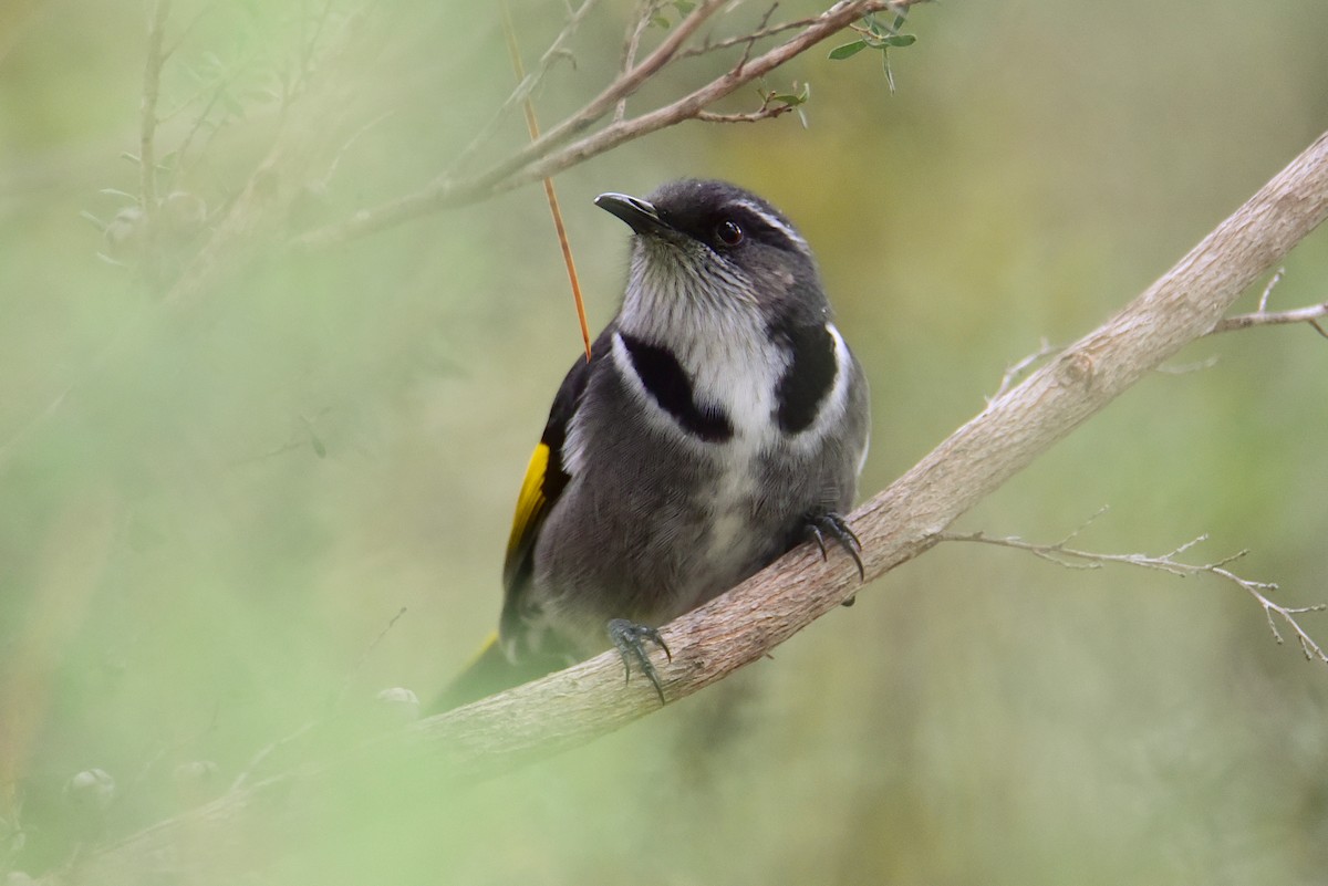 Crescent Honeyeater - ML632641255