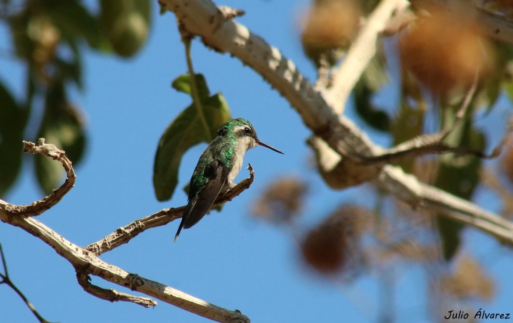 Golden-crowned Emerald - ML632641265