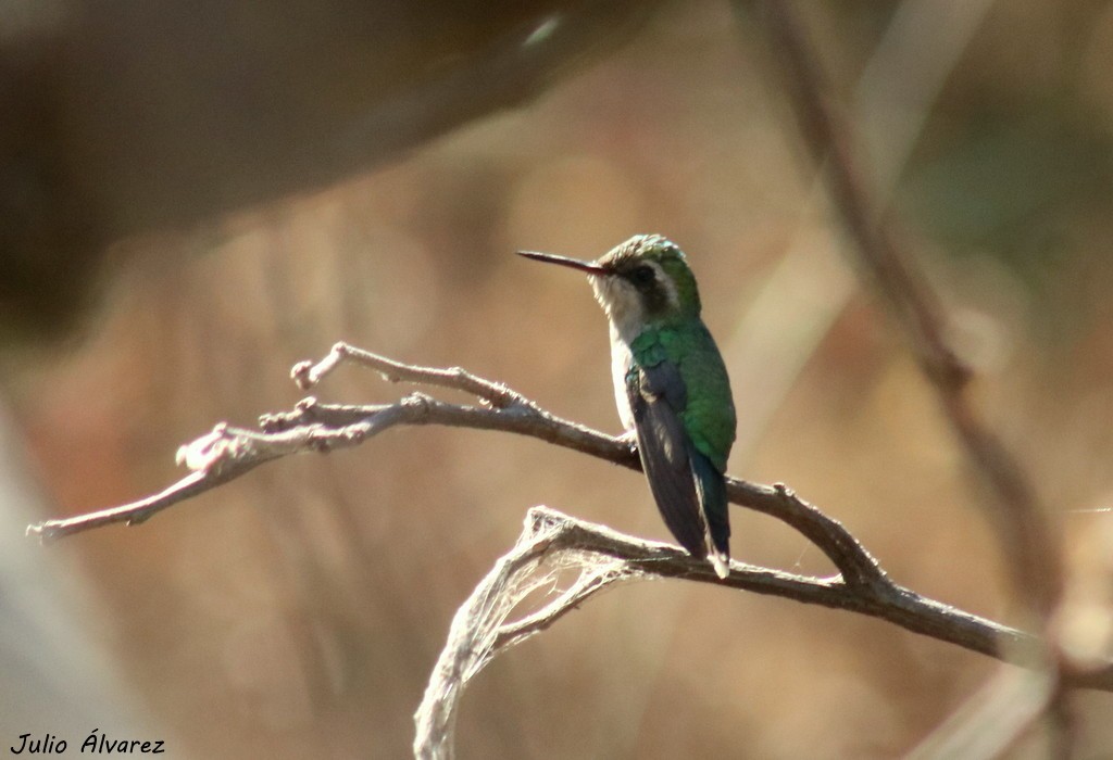 Golden-crowned Emerald - ML632641266