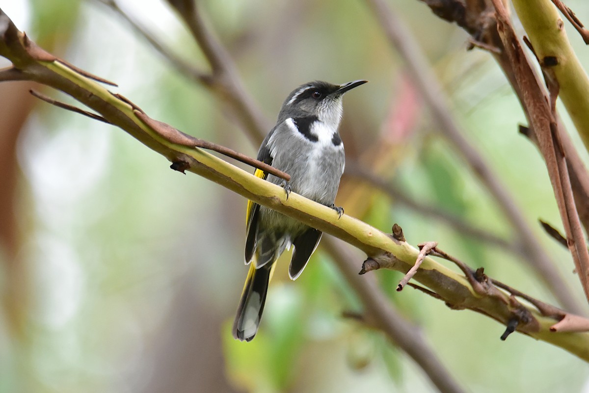 Crescent Honeyeater - ML632641287