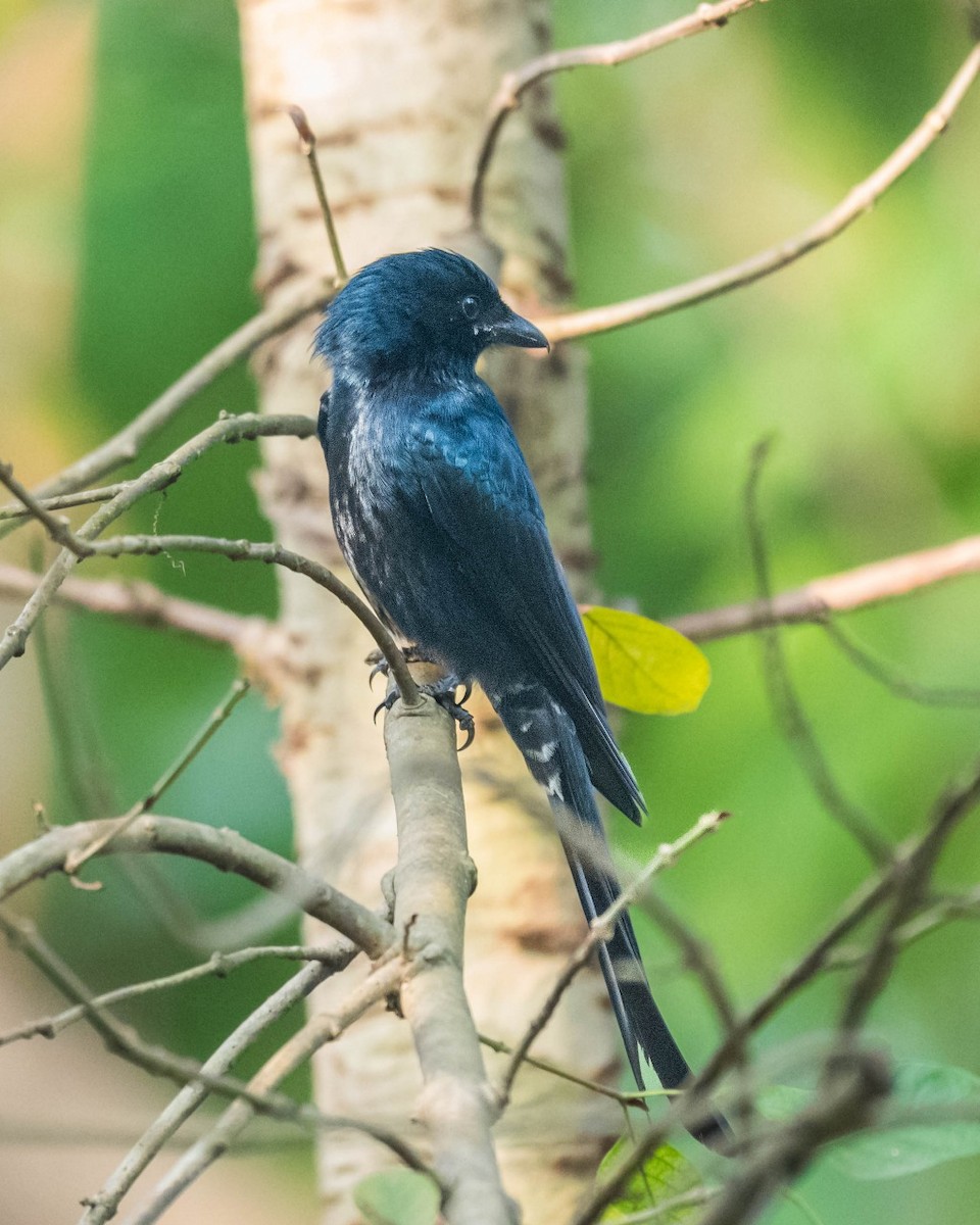 Drongo Real - ML632641329