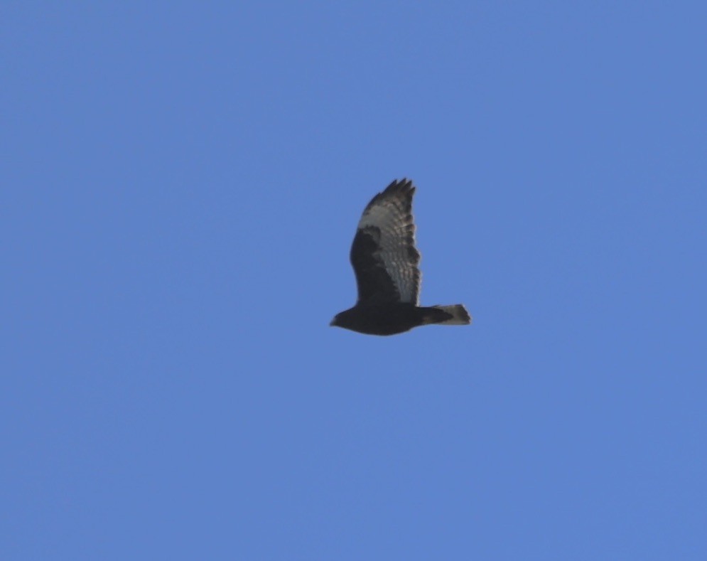 ML632641353 - Red-tailed Hawk - Macaulay Library
