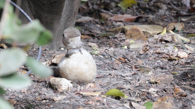 Oak Titmouse - ML632641399