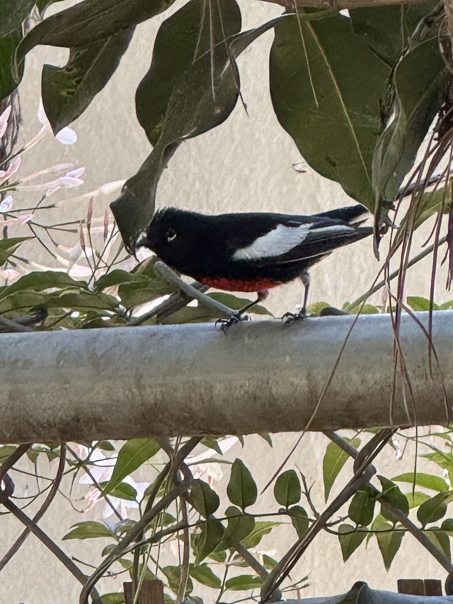 Painted Redstart - ML632641464