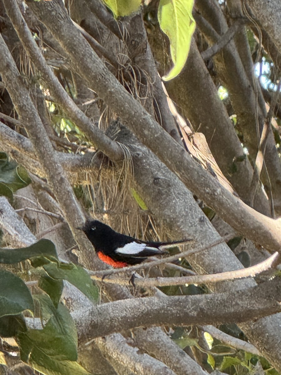Painted Redstart - ML632641465