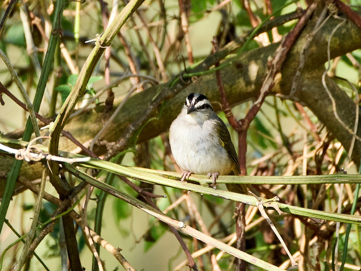 Tocuyo Sparrow - ML632641466