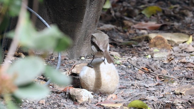Oak Titmouse - ML632641469