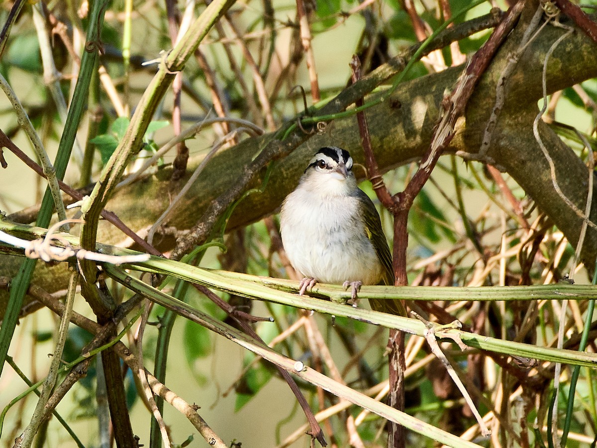 Tocuyo Sparrow - ML632641471