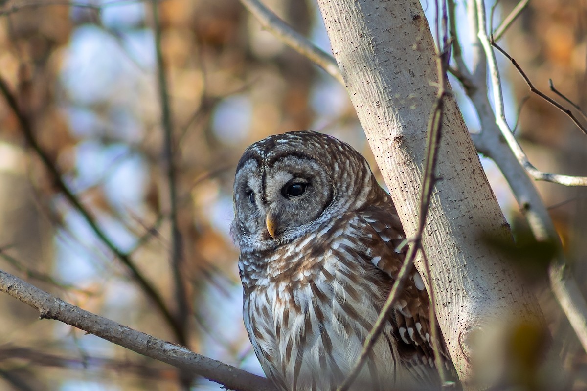 Barred Owl - ML632641549
