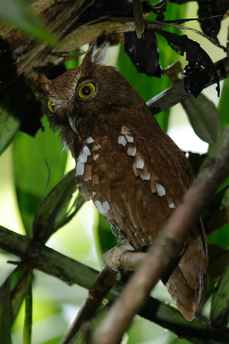 Choco Screech-Owl - ML632641558