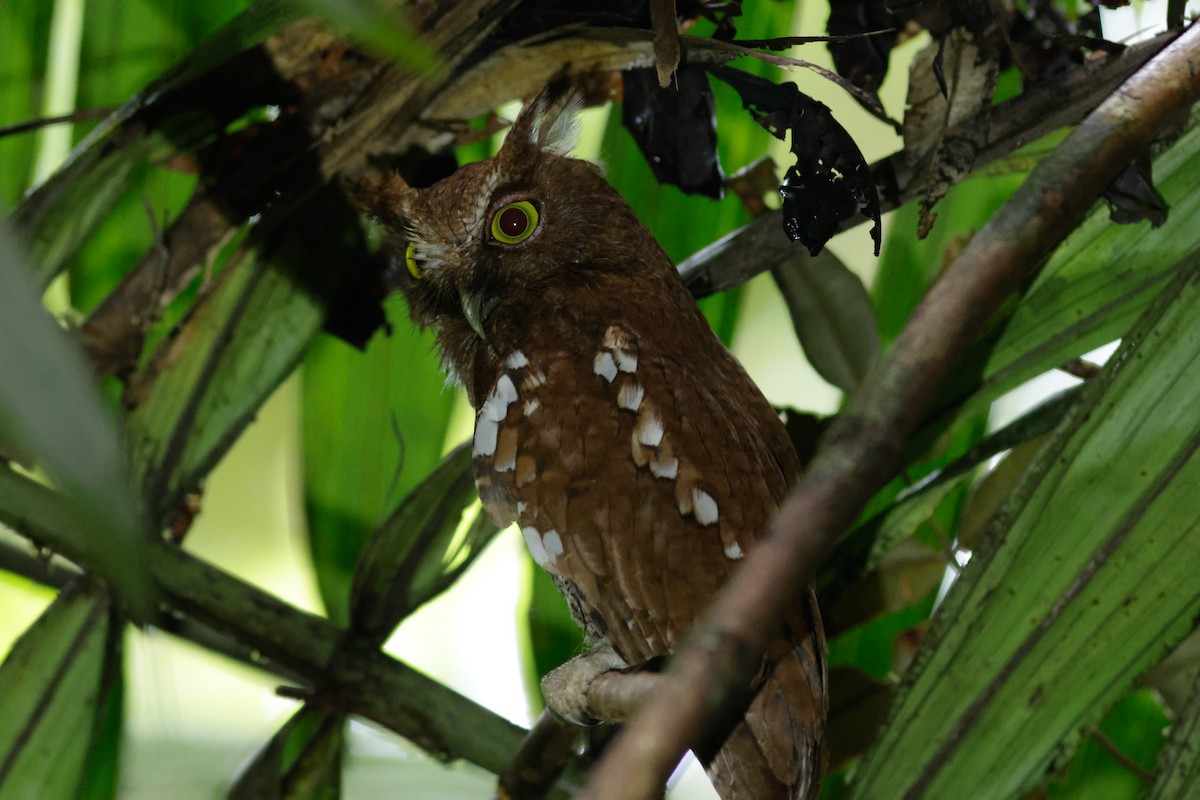 Choco Screech-Owl - ML632641559