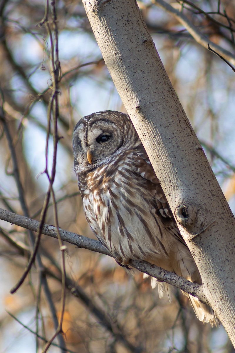 Barred Owl - ML632641561