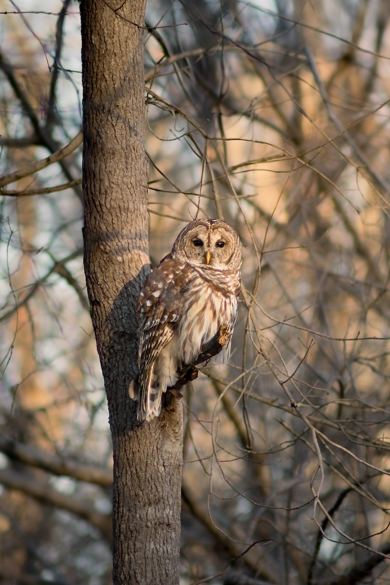 Barred Owl - ML632641593