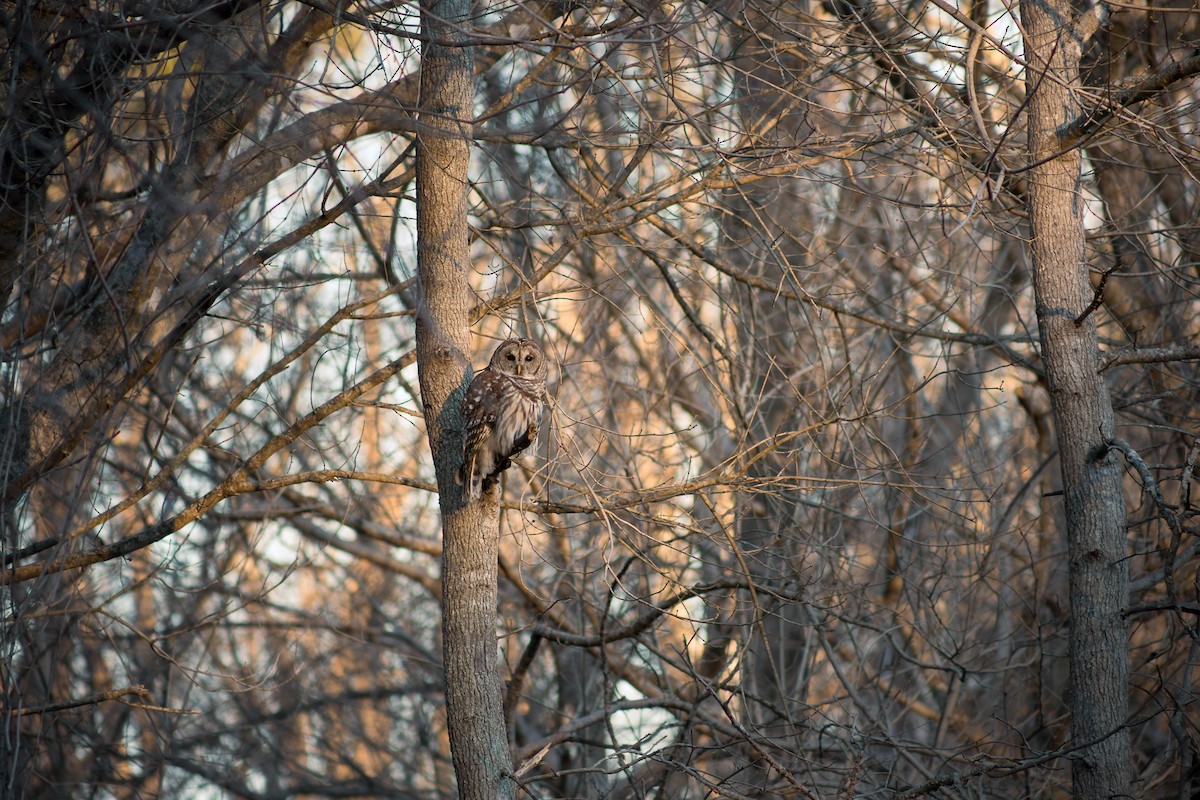 Barred Owl - ML632641594