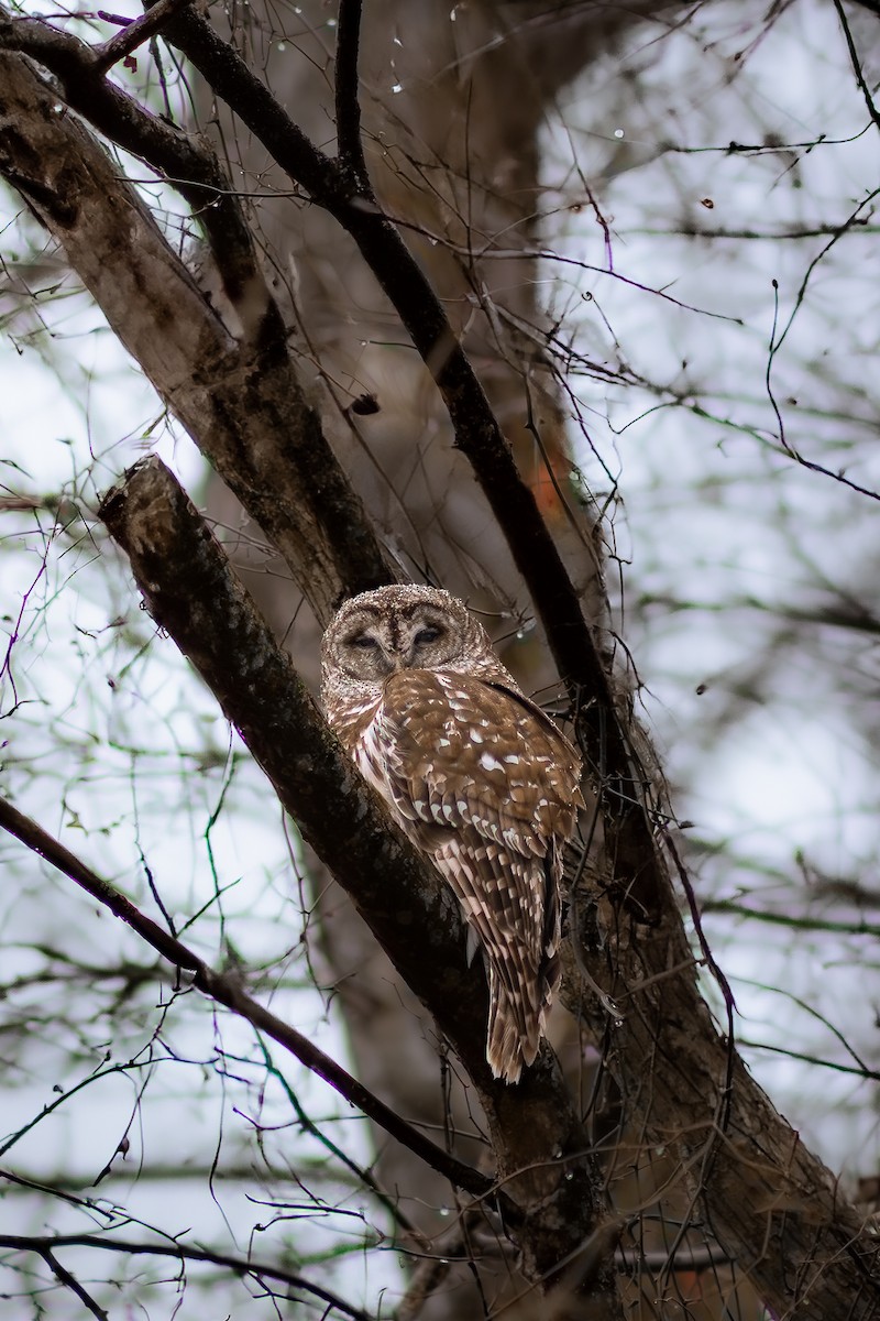 Barred Owl - ML632641613