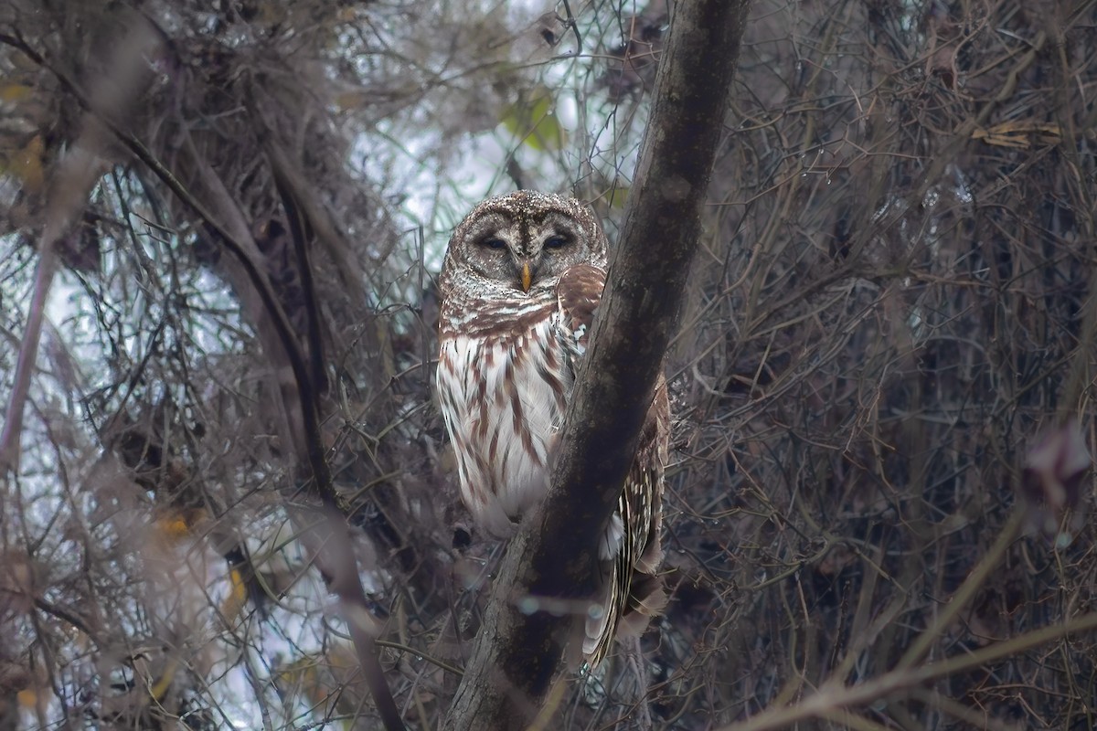 Barred Owl - ML632641638