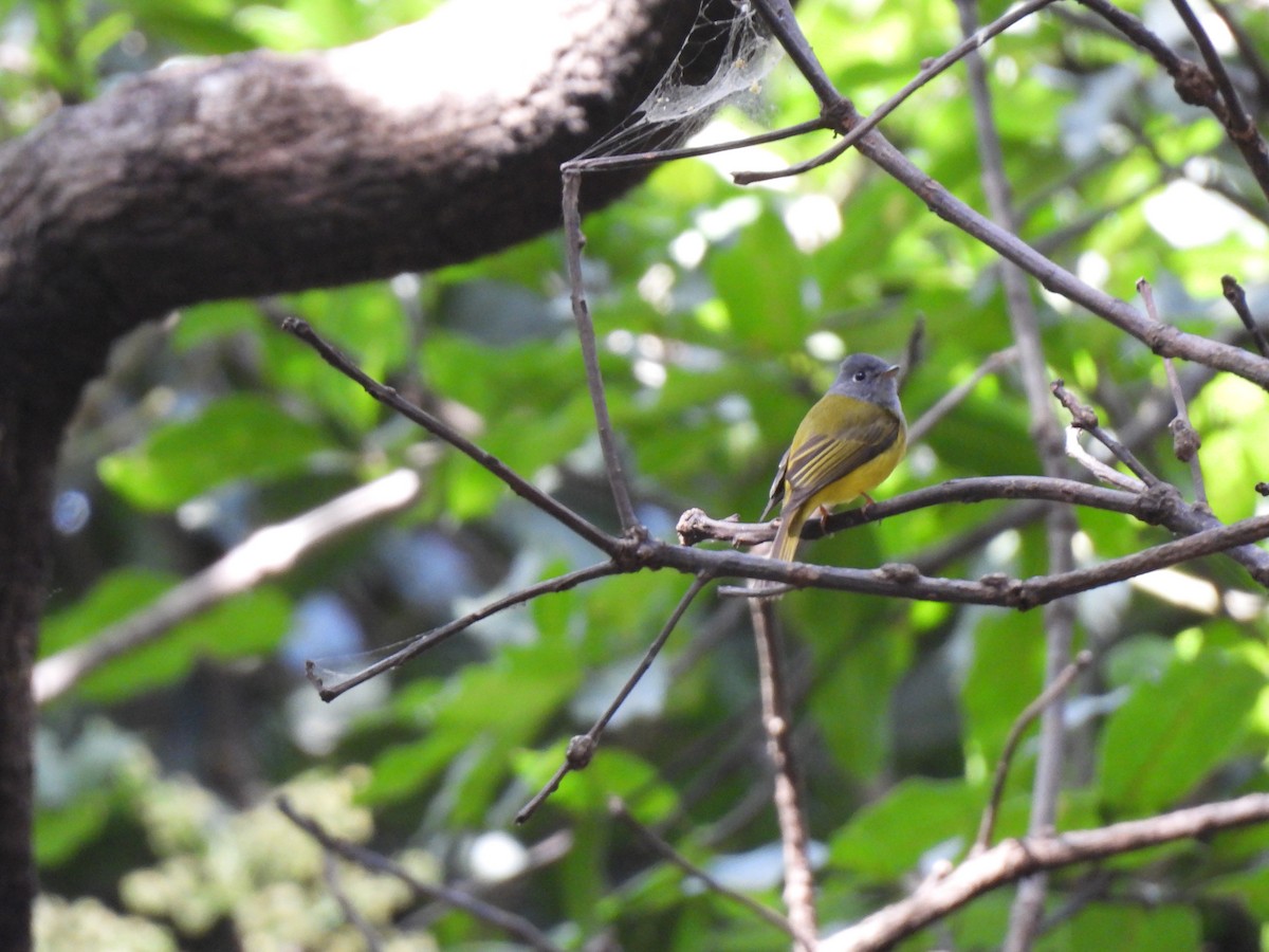 Gray-headed Canary-Flycatcher - ML632641667