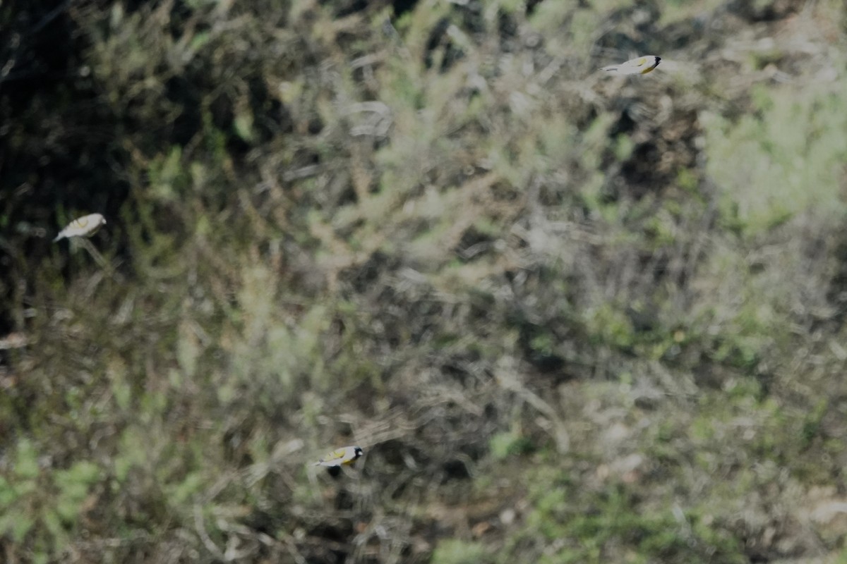 Lawrence's Goldfinch - Paul Mulholland