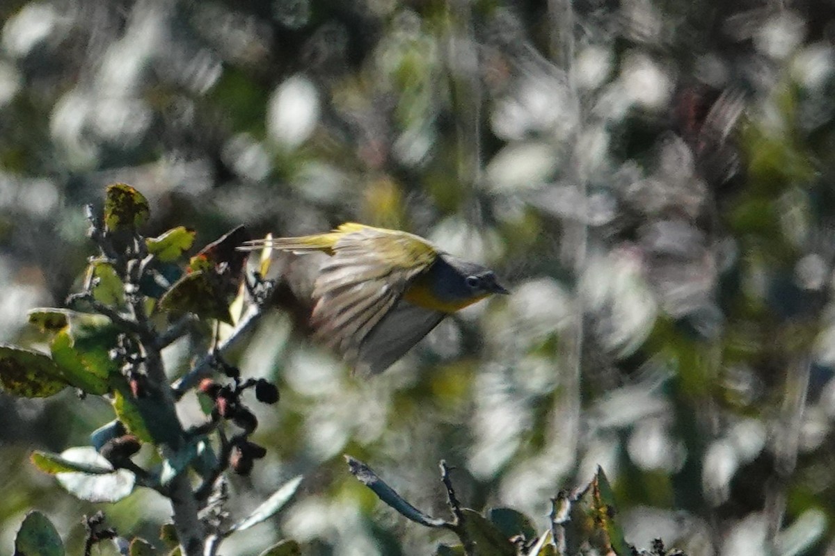 Nashville Warbler - Paul Mulholland
