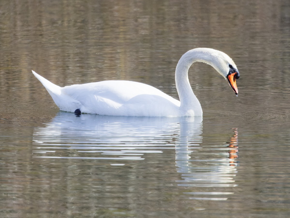 Mute Swan - ML632641741