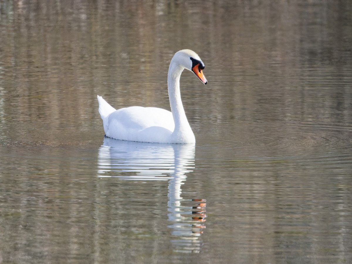 Mute Swan - ML632641742