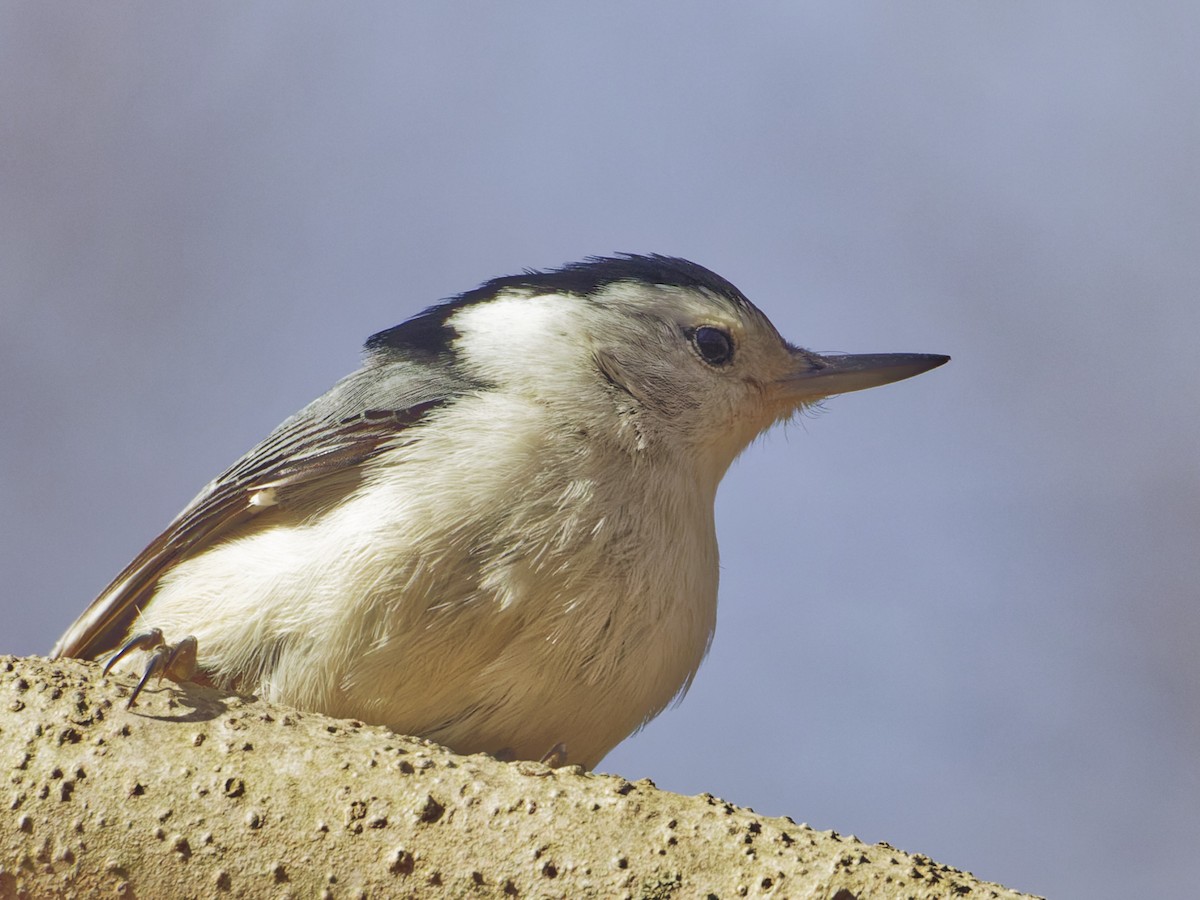 White-breasted Nuthatch - ML632641745