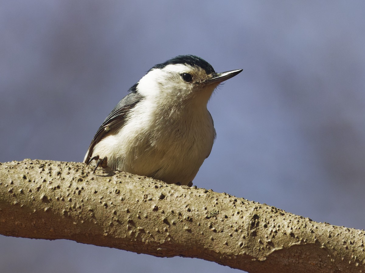 White-breasted Nuthatch - ML632641746