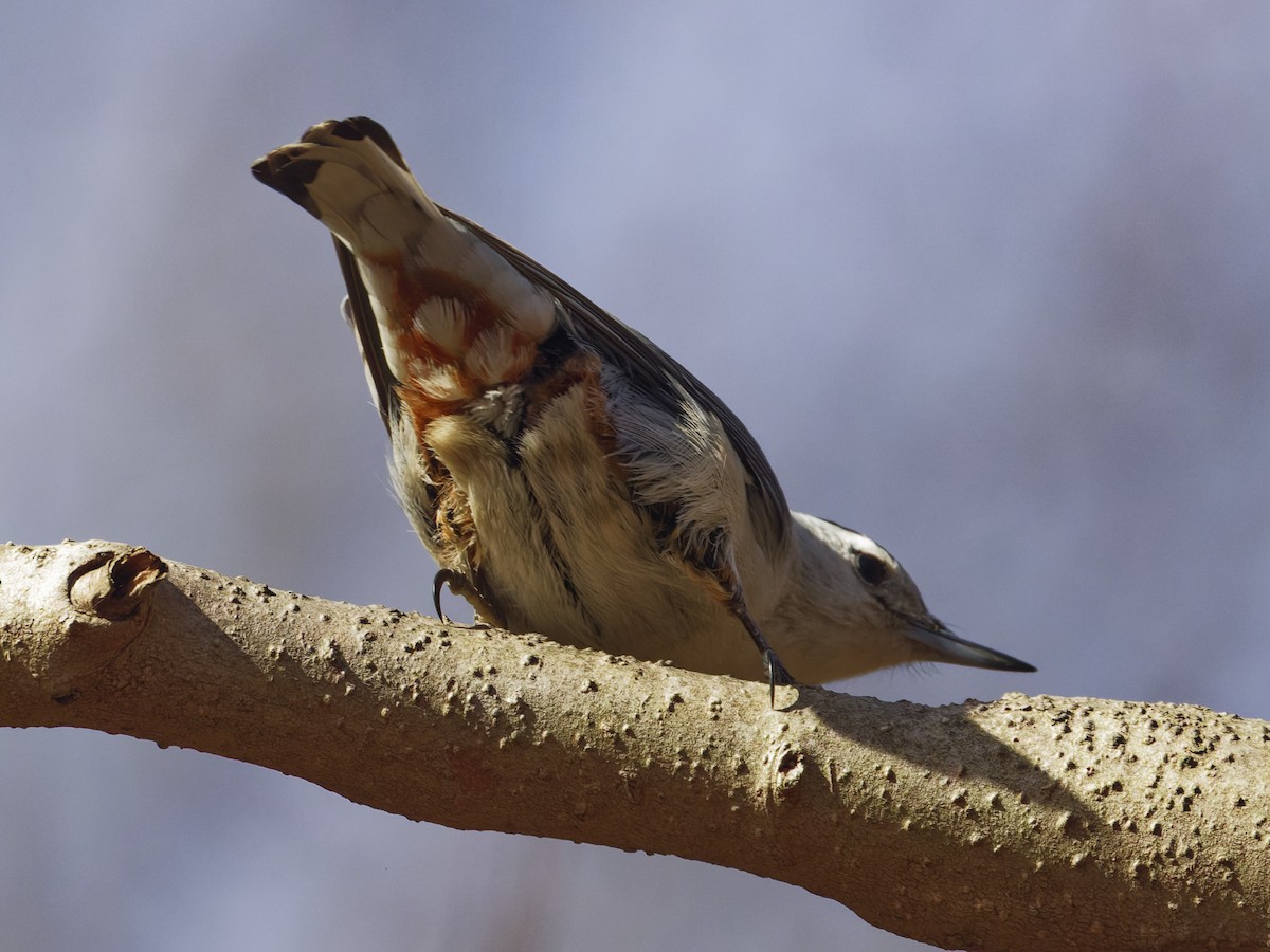 White-breasted Nuthatch - ML632641747