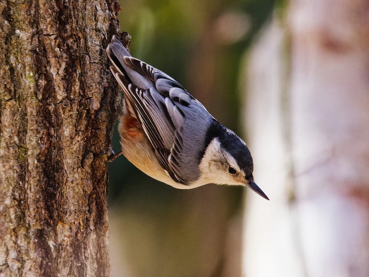 White-breasted Nuthatch - ML632641748
