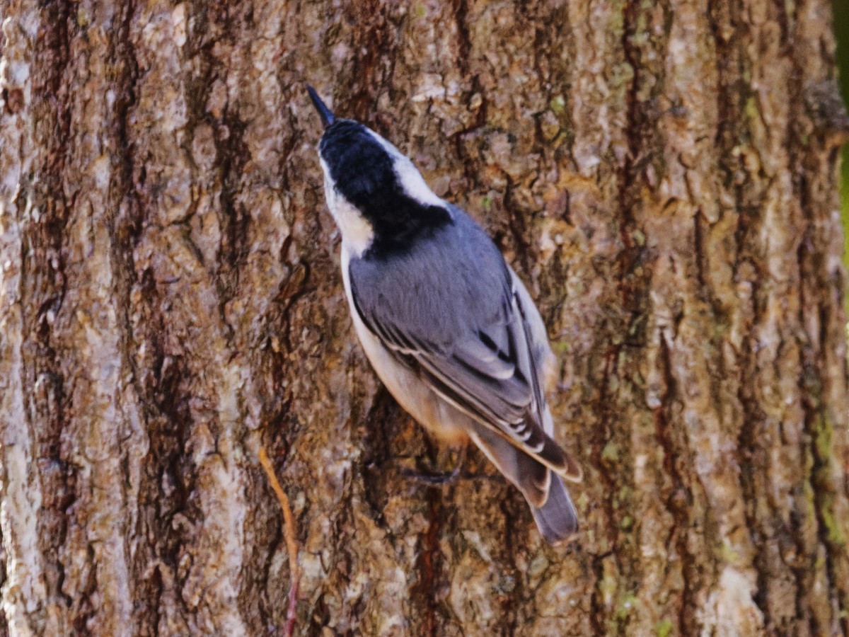 White-breasted Nuthatch - ML632641749