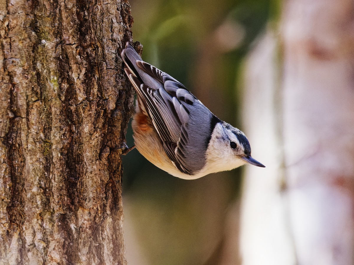 White-breasted Nuthatch - ML632641750