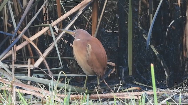 Cinnamon Bittern - ML632641795
