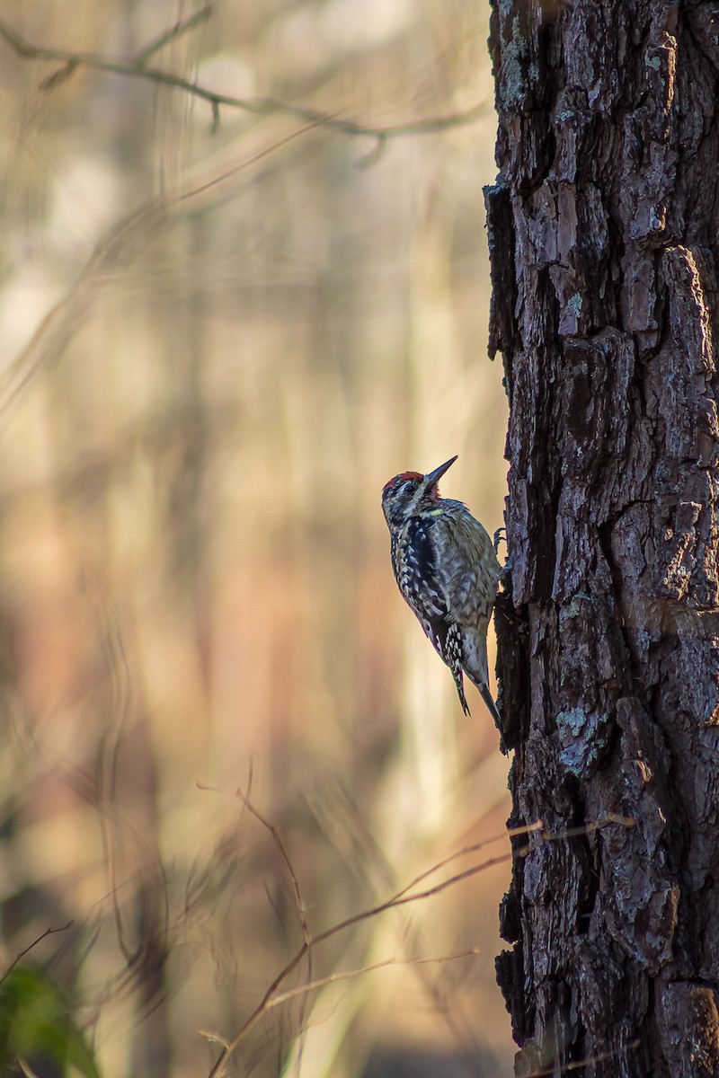 Yellow-bellied Sapsucker - ML632641925
