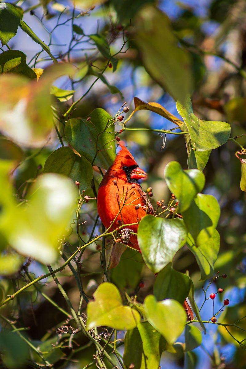 Northern Cardinal - ML632641937