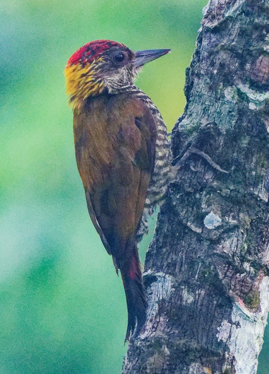 Red-rumped Woodpecker - Arden Anderson
